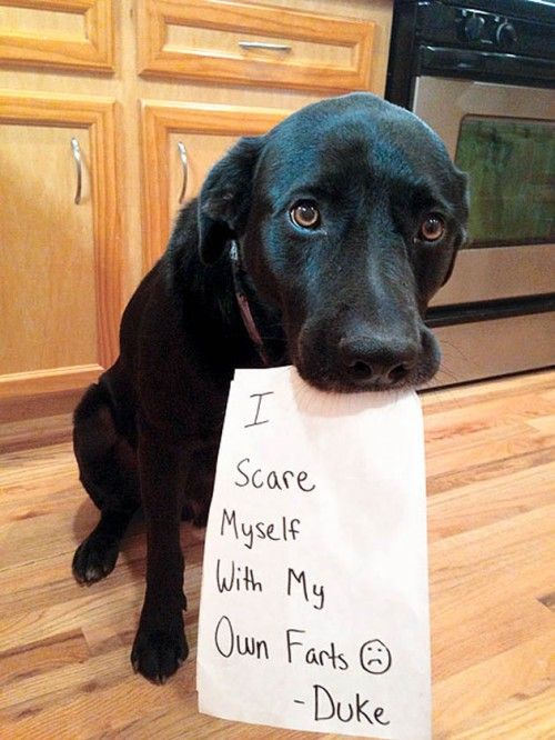 14 Hilarious and Cute Guilty Dogs (Dog Shaming Pics)