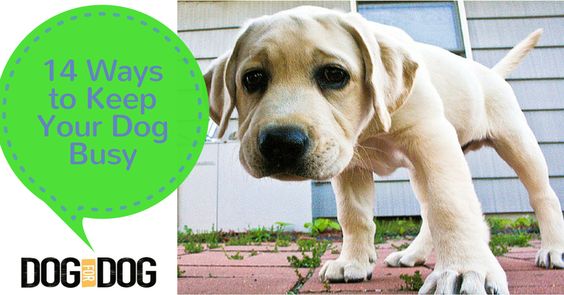 14 Ways to Keep Your Dog Busy