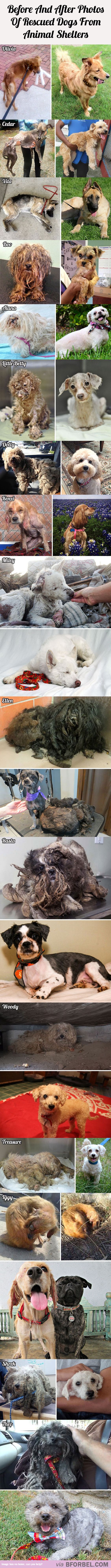 16 Before And After Photos Of Rescued Dogs From Animal Shelters…