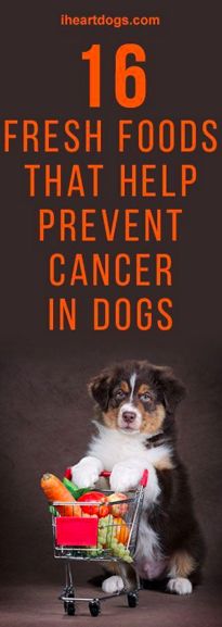 16 Fresh Foods That Help Prevent Cancer In Dogs