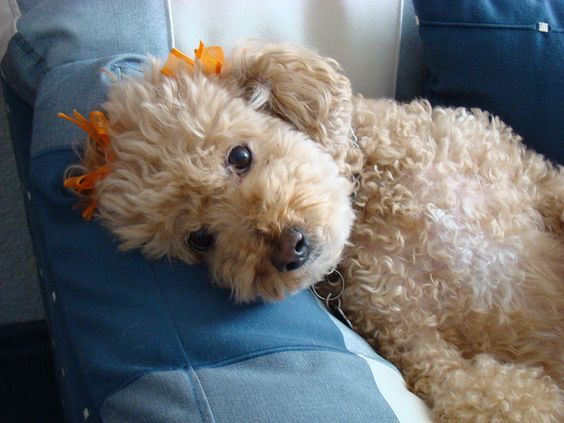 16 Things All Poodle Owners Must Never Forget