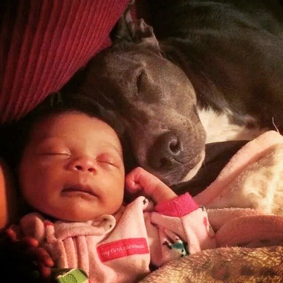 18 Pit Bulls Who Really, Really Love Their Human Babies