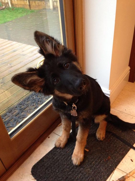 19 reasons why you should never get a german shepherd