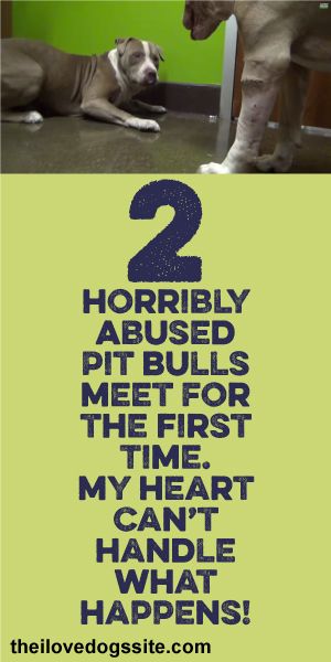 2 Horribly Abused Pit Bulls Meet For The First  My Heart Can't Handle What Happens!!! ♥
