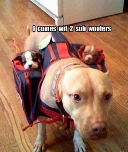 2 Sub Woofers! Priceless.,,I use to have the best Pitbull that ever 