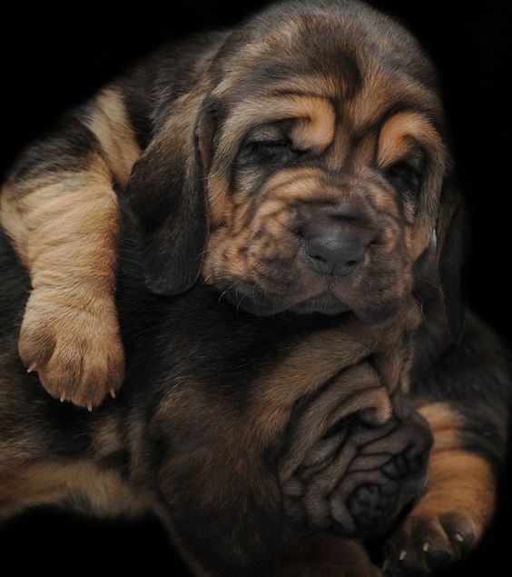 21-day-old Bloodhounds (Click the link to see more newborn puppies) - So. Many. WRINKLES!!! ♥ ♥ ♥