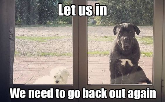 21 Things Dogs Do That Drive Us Nuts
