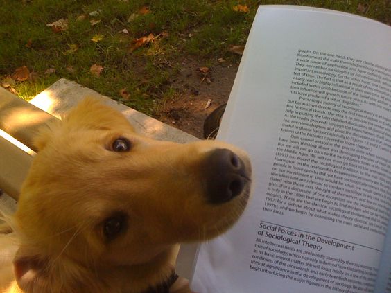 22 Pets Who Have No Intention Of Letting You Read Your Book