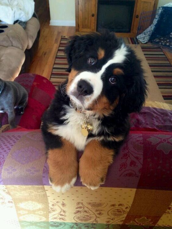 23 Reasons Bernese Mountain Dogs Are The Champions Of Our Hearts