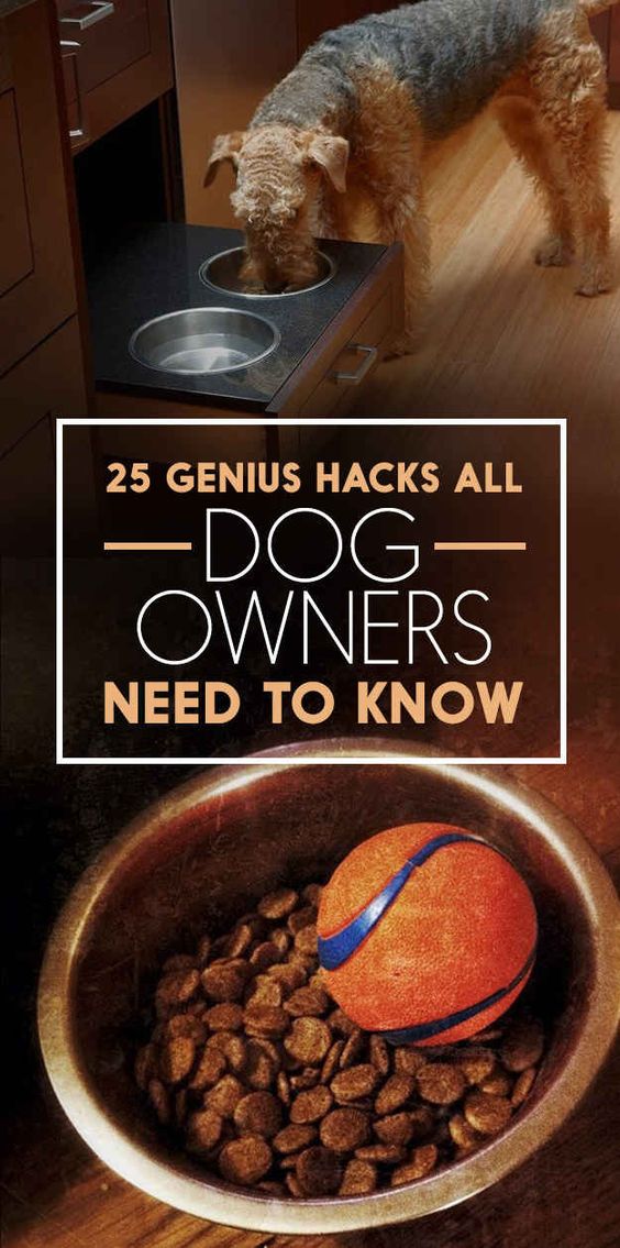 25 Genius Hacks That Make Having A Dog So Much Easier