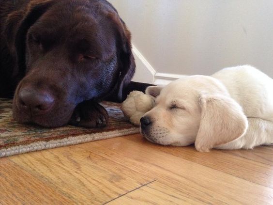 27 Reasons Labradors Are The Best Creatures In The Galaxy