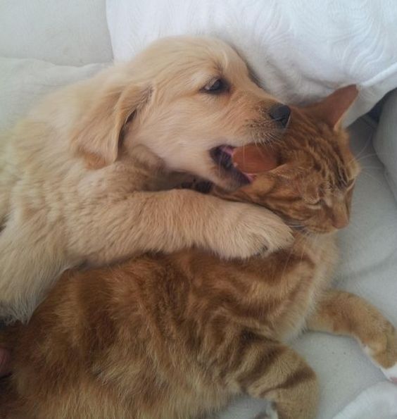 28 Pictures Of Golden Retriever Puppies That Will Brighten Your Day
