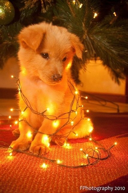 30 Dogs Who Think They're Christmas Trees @Wendy Felts gumpper