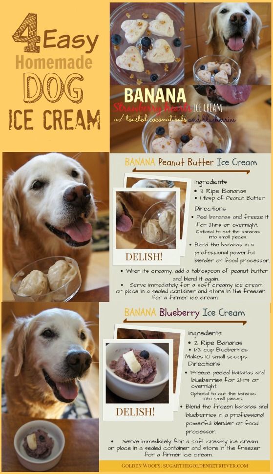 4 Easy Homemade Dog Ice Cream Recipes - Sugar The Golden Retriever
