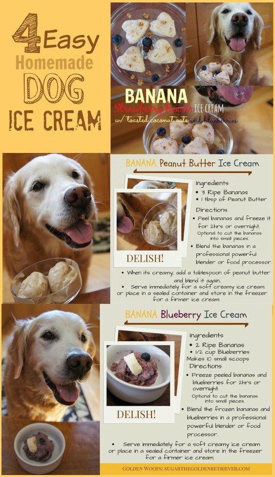 4 Easy Homemade Dog Ice Cream Recipes