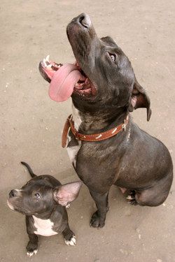 40 Interesting Facts About Pit Bulls (Pit Bull Mom with Puppy) #Pitbull #Dogs #Puppy
