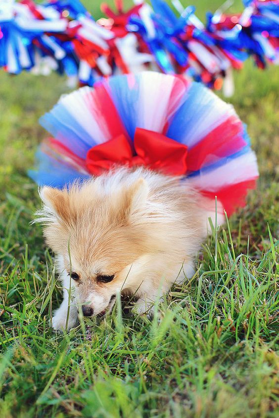 4th of July Fluffy Custom Dog tutu choose your by IzzysCouture, $
