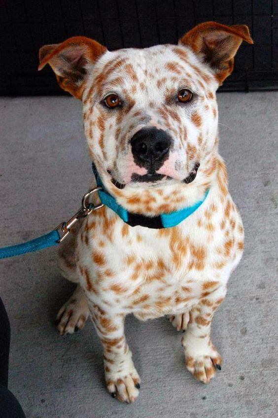 5 Dogs with most amazing fur | The Pet's Planet.  This dog has freckles, awesome. wow some dogs are really cute and have amazing fur
