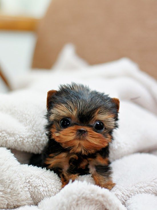 5 Fun Facts about Yorkshire Terrier