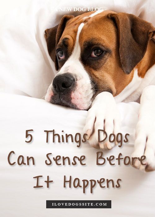 5 Incredible Things Dogs Sense Before They Happen