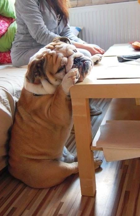 5 interesting facts about bulldogs | The Planet of Pets