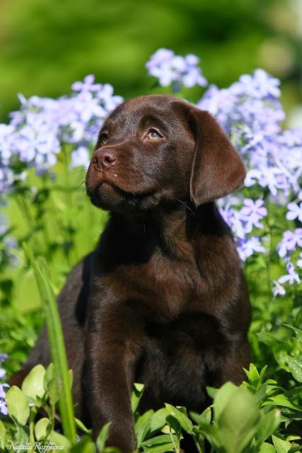 5 interesting facts about labrador retrievers, click the pic to know