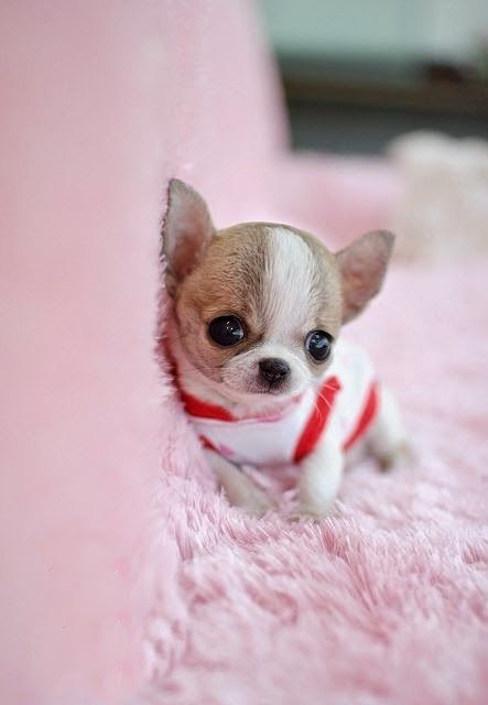 5 Most Adorable Teacup Puppies