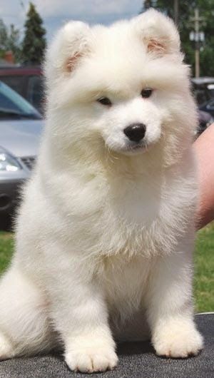 5 Most affectionate dog breeds - The American Eskimo Dog breed is affectionate, loyal, protective, friendly and intelligent dog breed.