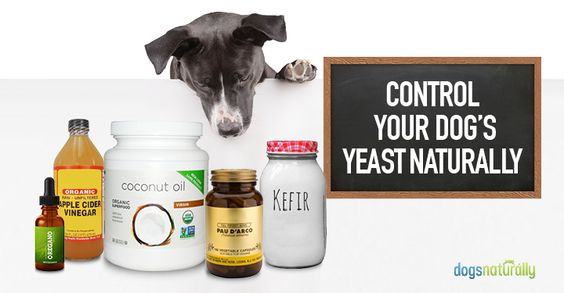 5 Natural Solutions For Yeast In Dogs - Dogs Naturally Magazine