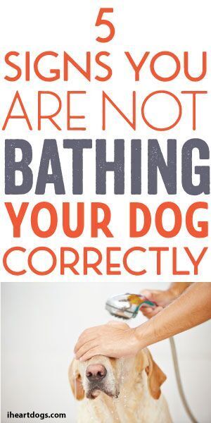 5 Signs You Are Not Bathing Your Dog Correctly