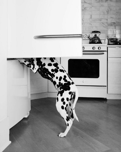 5 Tips For Your Dalmatian’s Health & Happiness by DOGSBLOG