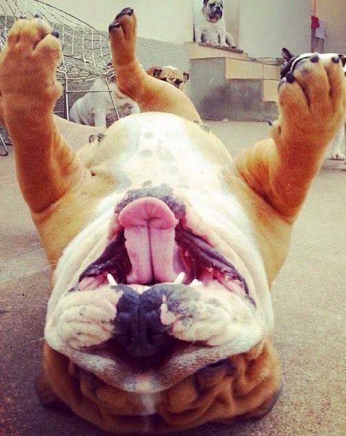 5 very interesting and short facts about #bulldogs