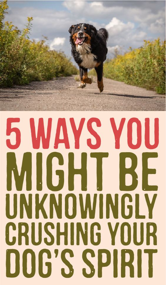5 Ways you might be unknowingly crushing your dogs spirit