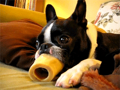 50 Gifs of dogs making complete fools of themselves