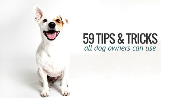 59 Simple Dog Care Tips All Dog Owners Can Use