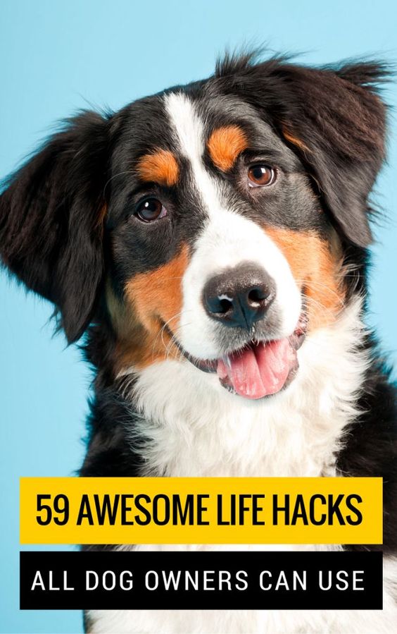 59 Simple Tips & Tricks All Dog Owners Should Know. Easy tips on dog grooming, training, health, exercise & safety.