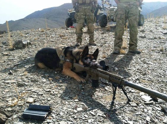 5th Deployment and he doesn't realize he's a dog yet. Military Working Dog (MWD) German Shepherd Dog (GSD).