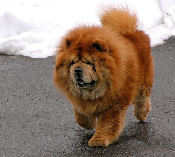6. They’re possibly the fluffiest dogs that exist. | 12 Reasons Why Chow Chows Are Underrated