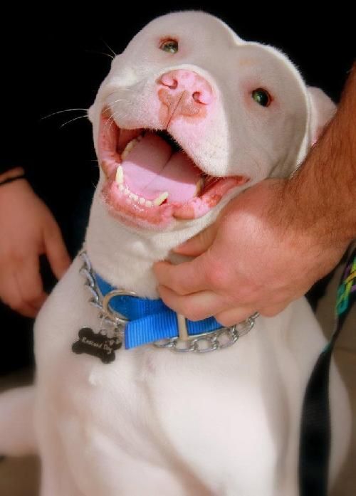 ●6•23•16 SL● I can't believe this amazing dog is still not adopted!!! Petfinder Adoptable | Dog | Bull Terrier | Rancho Santa Margarita, CA | Sully is blind and needs a forever home!