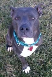 ●6•25•16 SL●Dog • Pit Bull Terrier • Adult • Female • Medium  Lazarus Rescues Findlay, OH   ***URGENT!!!!**** PLEASE CALL 419-423-7232 and ask for Dr. Tyzzer if you are interested in adopting this SWEET GIRL!!!!  click on pic for additional info on this dog❤