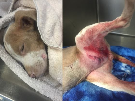 6/26/16 UPDATE!! Romy, BAIT DOG NEEDS LIFESAVING HELP!! (IMAGINE Pet Rescue)