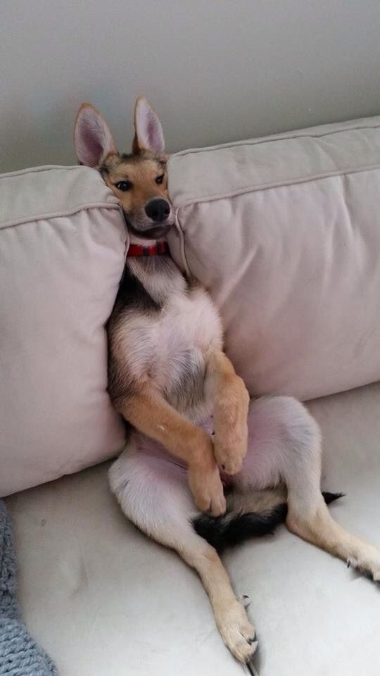 7 Dogs Who Could Pass For Other Animals -- Dog that looks like a kangaroo! cute.