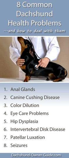8 Common Dachshund Health Problems and Symptoms: Prevention tips and treatments advice.