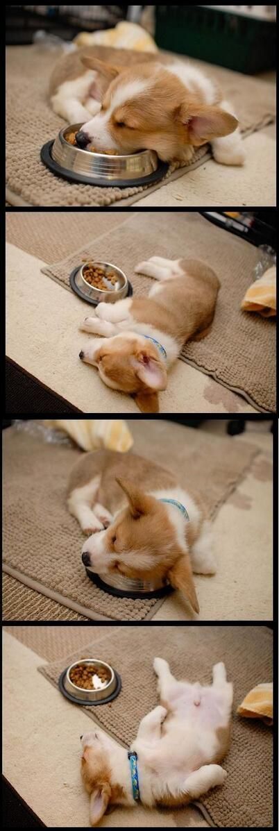 8 Passed Out Puppies That Will Make You Melt
