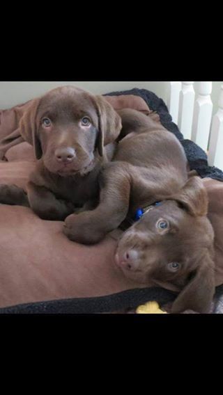 8 week old chocolate pups #dogs #pets #LabradorRetrievers #puppies #CutePuppies