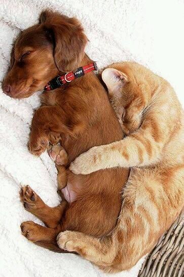 9 cats who simply cannot deny their affection for dogs