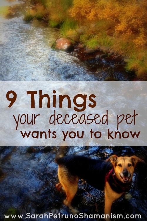 9 things your deceased pet wants you to know ♥