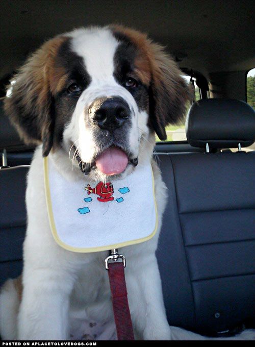 A baby bib with an adorable Saint Bernard puppy attached to it!