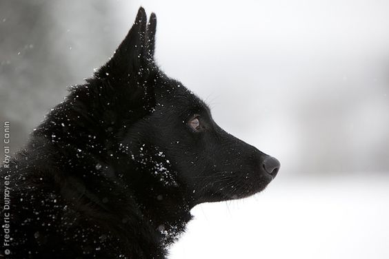 A black Norwegian Elkhound.  We never see them in the