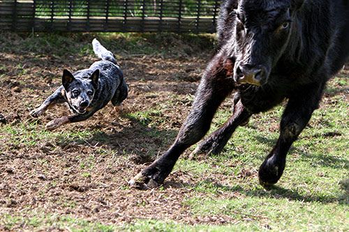 A blue heeler/ Australian Cattle Dog: 